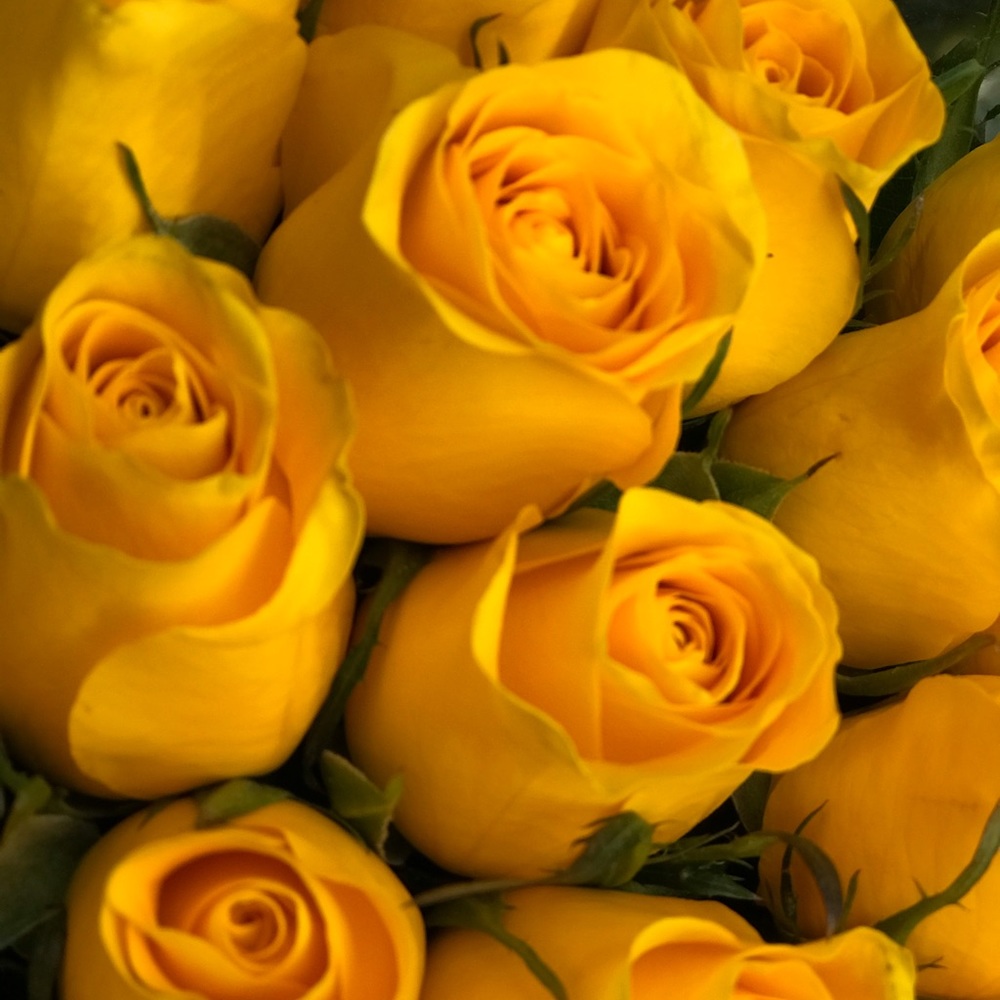 Meet your Posher, Mary